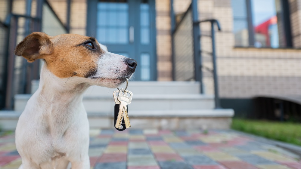 What Should You Do With Your Pets While Your Home is on the Market?