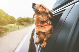 5 Tips for Making Your Move Easier on Your Dog